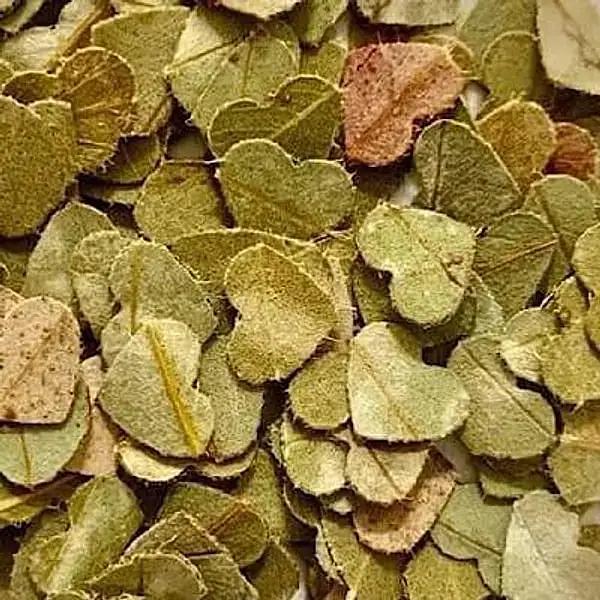 Eucalyptus Gum Leaf Confetti